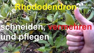 Rhododendron Schneiden Vermehren Rhododendronschnitt nach Blüte radikal runter schneiden [upl. by Naic]