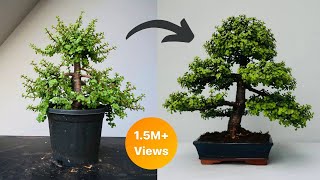 Making Dwarf Jade Bonsai Formal Upright Style  Repotting  Pruning  Wiring [upl. by Nishom]