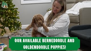 Our Available Bernedoodle and Goldendoodle Puppies [upl. by Lletnwahs]