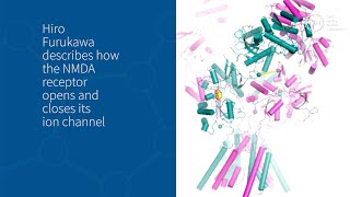 How does the NMDA receptor work [upl. by Malachy]