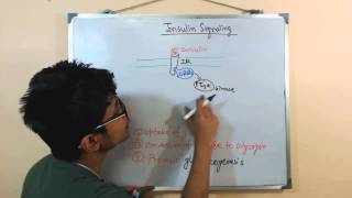 Insulin signaling pathway [upl. by Haile666]