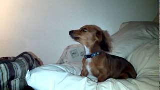 charlie the dachshund puppy learns to howlmpg [upl. by Zaragoza]