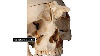 maxillary sinus anatomy and histology [upl. by Secrest376]