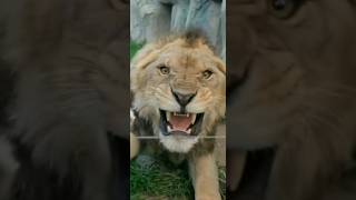 Terrifying Roar Of Angry Fierce Lion King 😱 lion shortvideo animalia [upl. by Yelnoc]