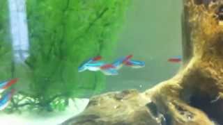 Neon Tetra Care [upl. by Adyan]