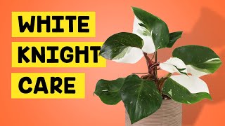 How I Care For the Philodendron White Knight Variegated House Plant [upl. by Ariahaj495]