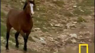 susan boyle wild horses with lyrics [upl. by Chellman]