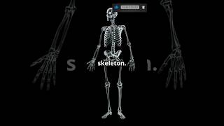 Axial vs Appendicular Skeleton Quick Guide skeleton mbbs anatomy [upl. by Hidie]