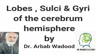 Lobes and sulci of the brain  Part 1  Neuroanatomy Lecture 4 by Dr Arbab Wadood [upl. by Annatnas]