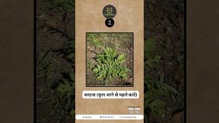 गाजर घास।।Parthenium hysterophorus।zygogramma bicolorata weed खरपतवार viralshorts [upl. by Yelkao271]