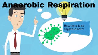 Anaerobic Respiration Fermentation [upl. by Steel]