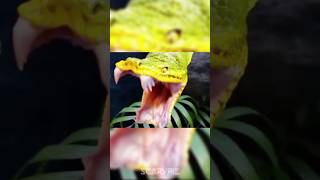 How Different animals Yawn😱 youtubeshorts [upl. by Noiroc]