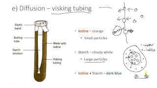 Visking tubing [upl. by Duax]