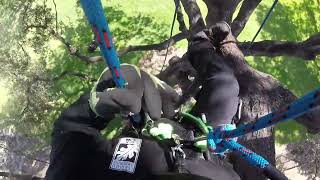 Retrieve Your Tree Climbing Redirect How to Ponytail Redirect [upl. by Swirsky]