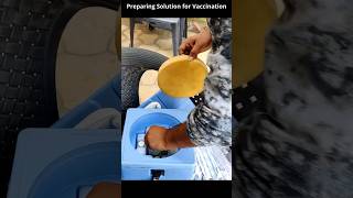 Preparing Solution for Vaccination cow dairybusiness sheepfarming [upl. by Ecnal]