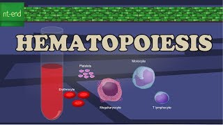 HEMATOPOIESIS or HEMOPOIESIS [upl. by Natsyrk]