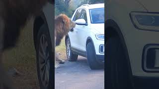 Lion charges scared tourist in car 😮 [upl. by Aeret]