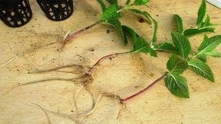 BEST Method to Propagate Plants  Growing Plants from Cuttings [upl. by Merrow]