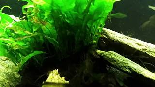 How I Trim And Divide My Aquatic Plants [upl. by Meit85]