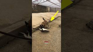 Crocodile attack on dog shortsvideo [upl. by Anemaj]