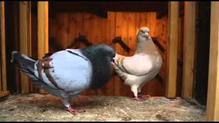 Documentary on Fancy Pigeon Breeding [upl. by Gorlicki]