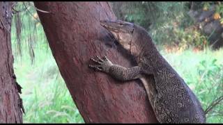 Abenteuer unglaublich am Rande des Urwalds Tioman Island Malaysia 5 Teil mit Sony CX 550 u CX 115 [upl. by Etty]