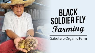 Black Soldier Fly Farming of Gabutero Organic Farm [upl. by Olly]