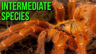 Unlocking the Secrets of Intermediate Tarantulas Top 10 Species [upl. by Sparhawk]