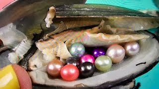 WOW10 REAL PEARLS INSIDE THE OYSTER THE SIZE OF A MOUSE [upl. by Ijat]