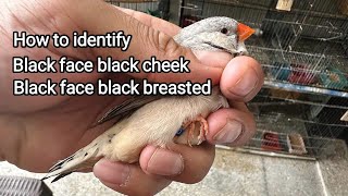 How to identify black face black cheek Or black face black breasted zebra finch birds [upl. by Ellinej635]