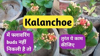 Useful care tips for flowering buds in Kalanchoe plantsKalanchoe Care tips [upl. by Daloris]