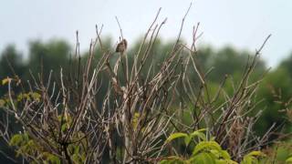 ベニマシコ 地鳴き Longtailed Rose Finch [upl. by Richelle744]