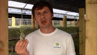 Tillandsia caputmedusae Planta Brutt video 23 English [upl. by Okiman623]