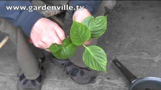 Propagating Hydrangeas [upl. by Anerual860]