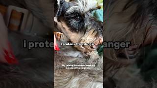 Talking Schnauzer warns owner about danger [upl. by Bucella815]