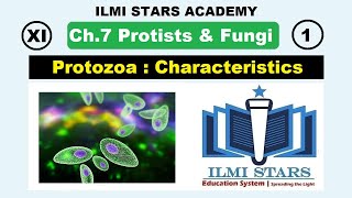 General Characteristics of Protozoa Class 11 Biology Chapter 7 Protists and Fungi [upl. by Jesselyn982]