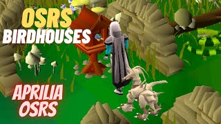 Fast amp Easy Bird House Trapping Guide OSRS [upl. by Enyawd]