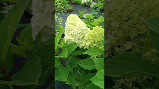 Гортензия метельчатая Hydrangea paniculata Mojito [upl. by Perl589]