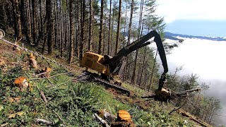 Logging Coast Range Oregon Tethering Feller Buncher Part 5 [upl. by Nahama911]