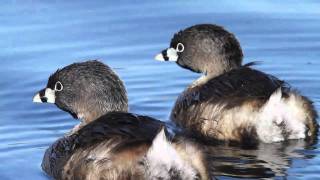 Piedbilled Grebes [upl. by Acisey]