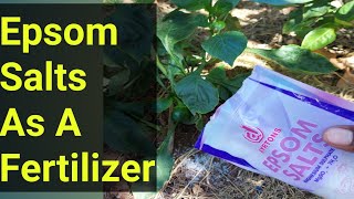 How To Use Epsom Salts As A Fertilizer Safe and Easy [upl. by Kimberlyn]