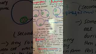 phagocytosis autophagy biology cellbiology scienceeducation [upl. by See]