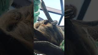 Twotoed sloth sleeping at the Houston zoo [upl. by Daffodil]