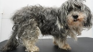 MATTED to the SKIN Sweet 16 year old dog gets a fresh start [upl. by Weintrob]