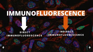 Mastering Direct and Indirect Immunofluorescence Techniques Immunofluorescence [upl. by Ano]