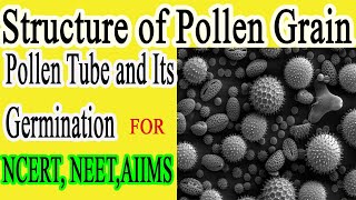 Structure of Pollen Grain amp Structure of Pollen Tube  CBSENCERT 12th class [upl. by Madox249]