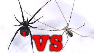 Redback Spider Vs Daddy LongLegs Spider Mythbusting Bug Battle [upl. by Hada]