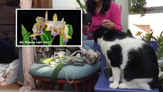 Unboxing Cattleya Box from Carmela’s Orchids [upl. by Pamela]