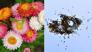 Collect Helichrysum Seeds  How to Harvest Strawflower Seed [upl. by Trevlac741]