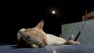 NONE EL SOLOVINO 😸 DE FONDO LA LUNA  BUENA NOCHE [upl. by Obaza222]